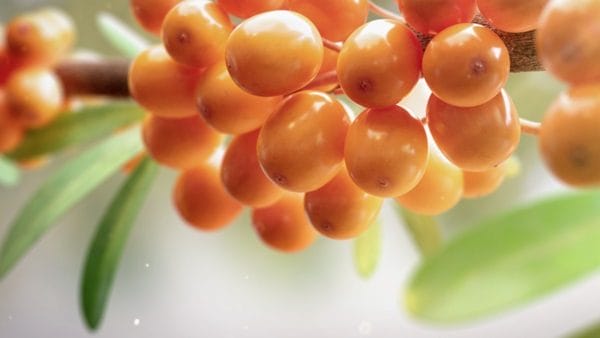 Vieda Clear Soap